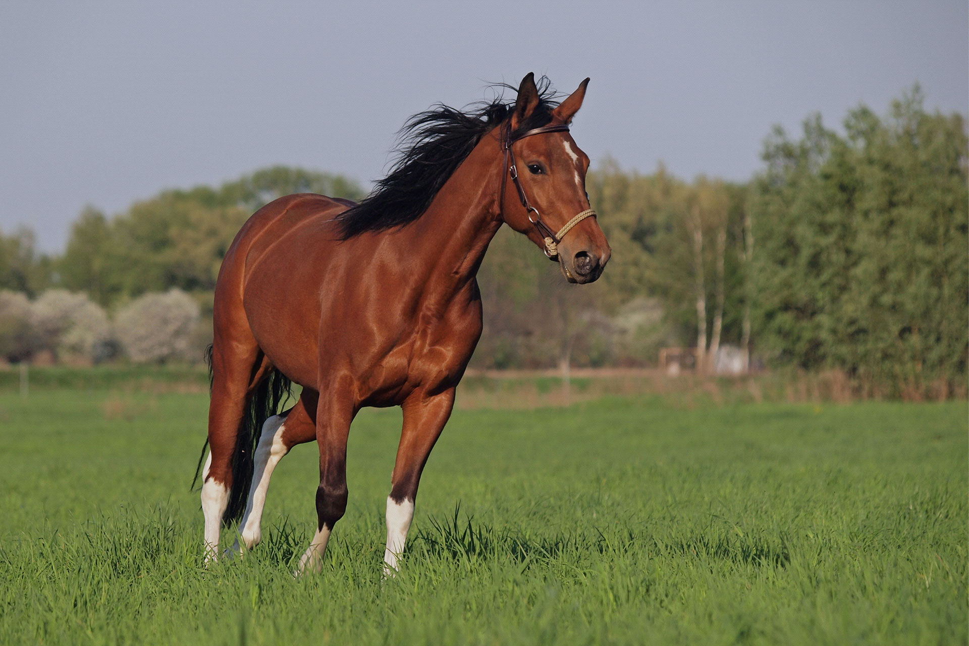 タイガーホールディングス