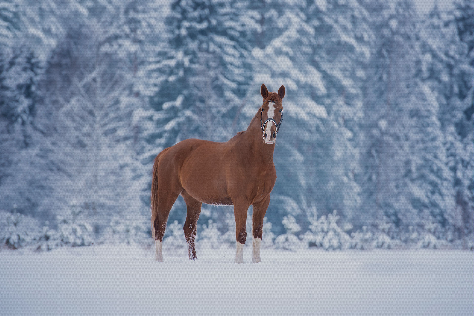 タイガーホールディングス