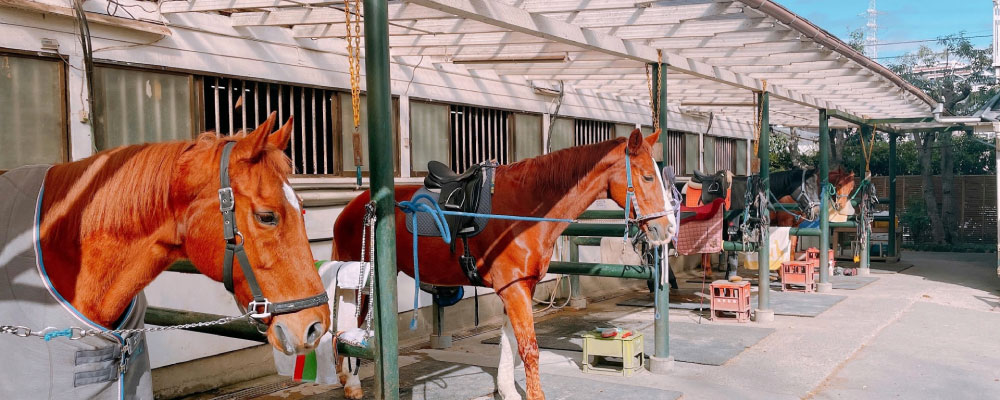 牧場運営・生産育成事業